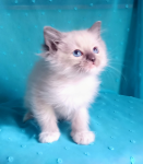 Kocurek Ragdoll z rodowodem i wyprawką Górna - zdjęcie 5