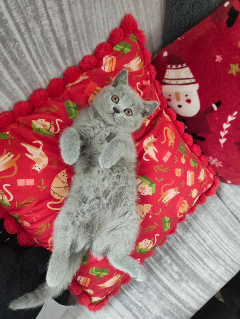 Kotek Brytyjski krótkowłosy niebieski (Lalka) Brwinów - zdjęcie 1