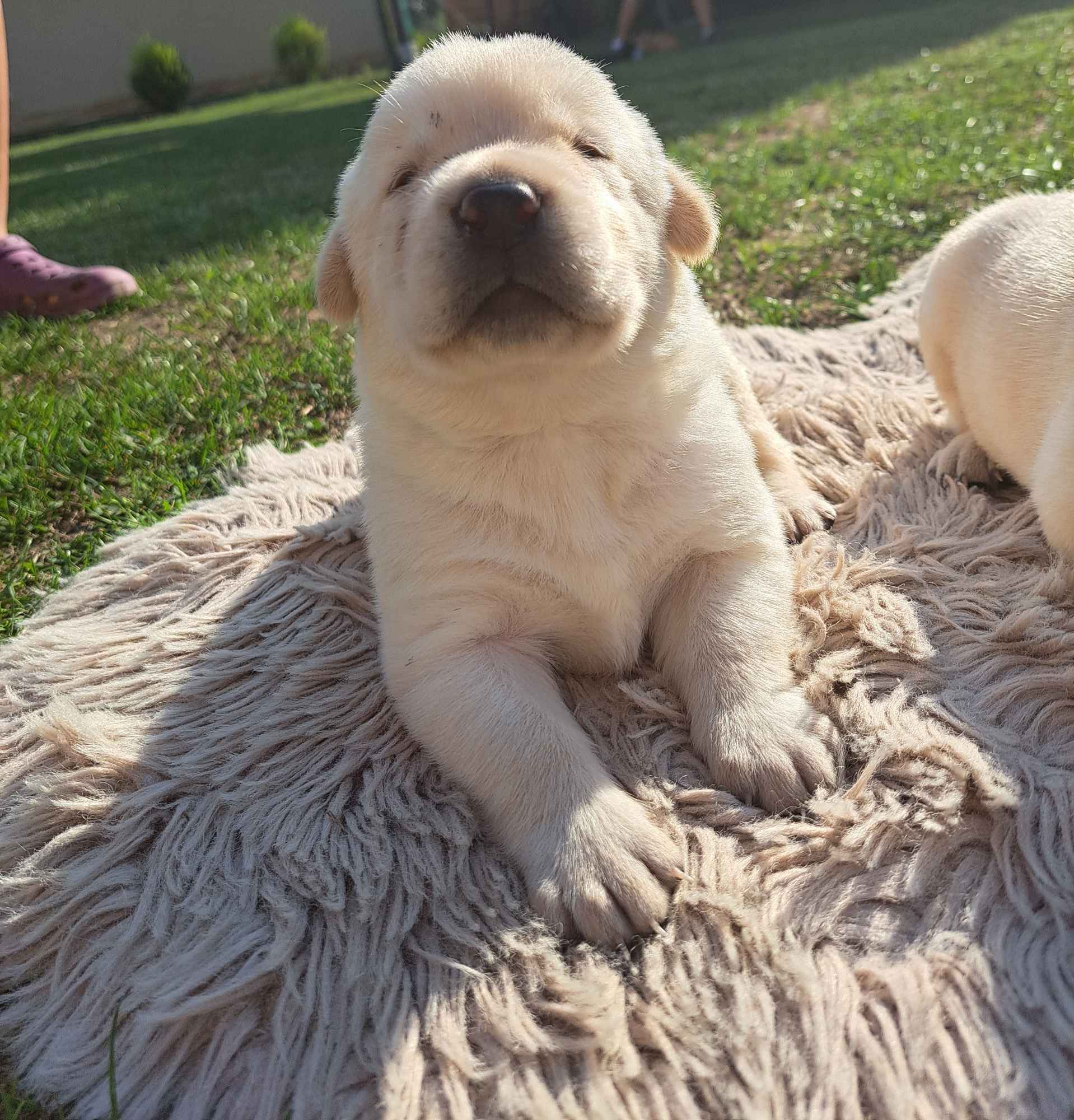 Labrador Retriever Gruszów Wielki - zdjęcie 5