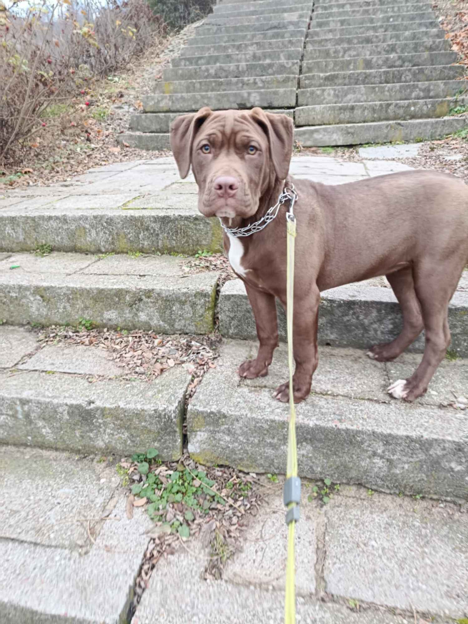 Oddam psa Płock - zdjęcie 1