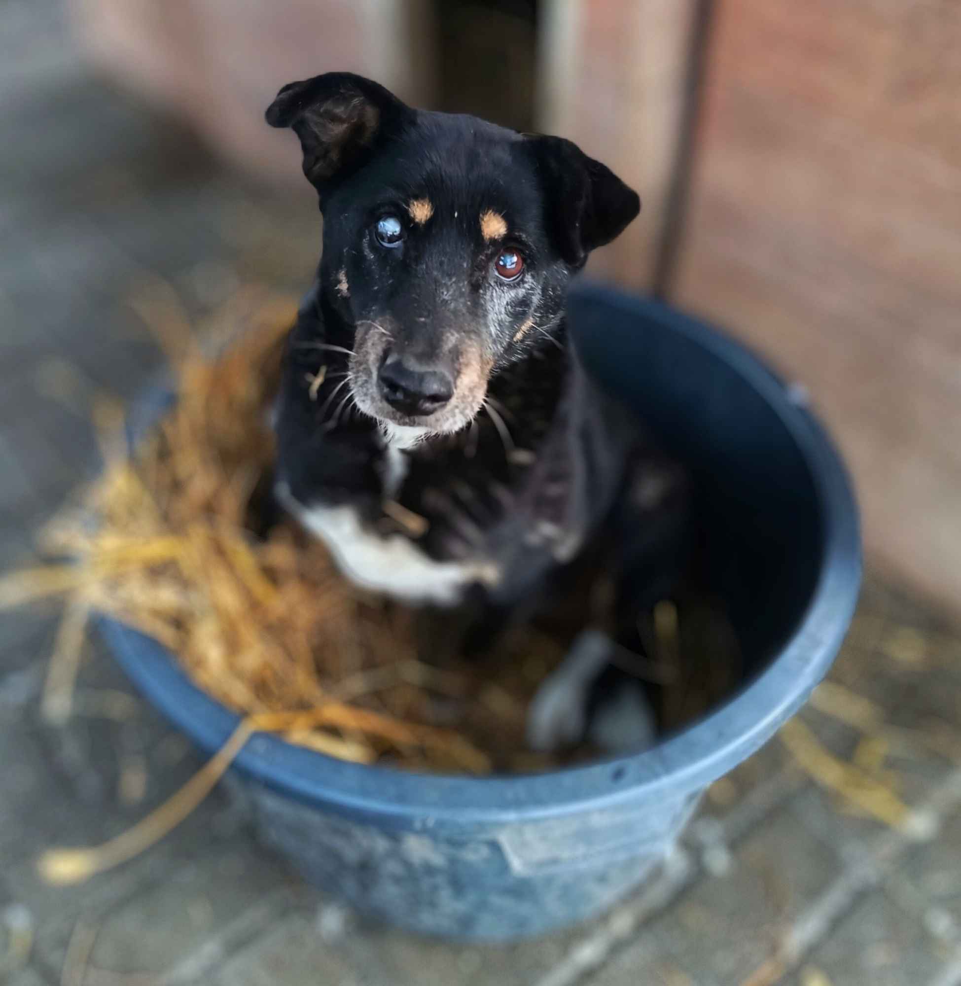 Babunia Perełka szuka swojego wymarzonego domu! Olsztyn - zdjęcie 2