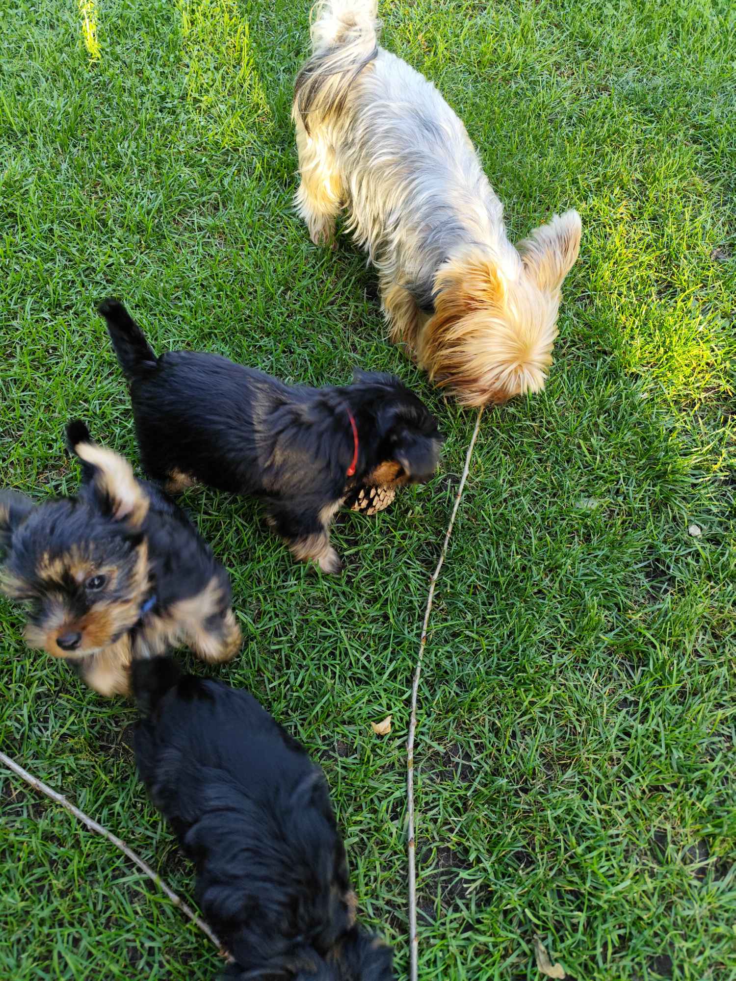 York Terrier Bakałarzewo - zdjęcie 2