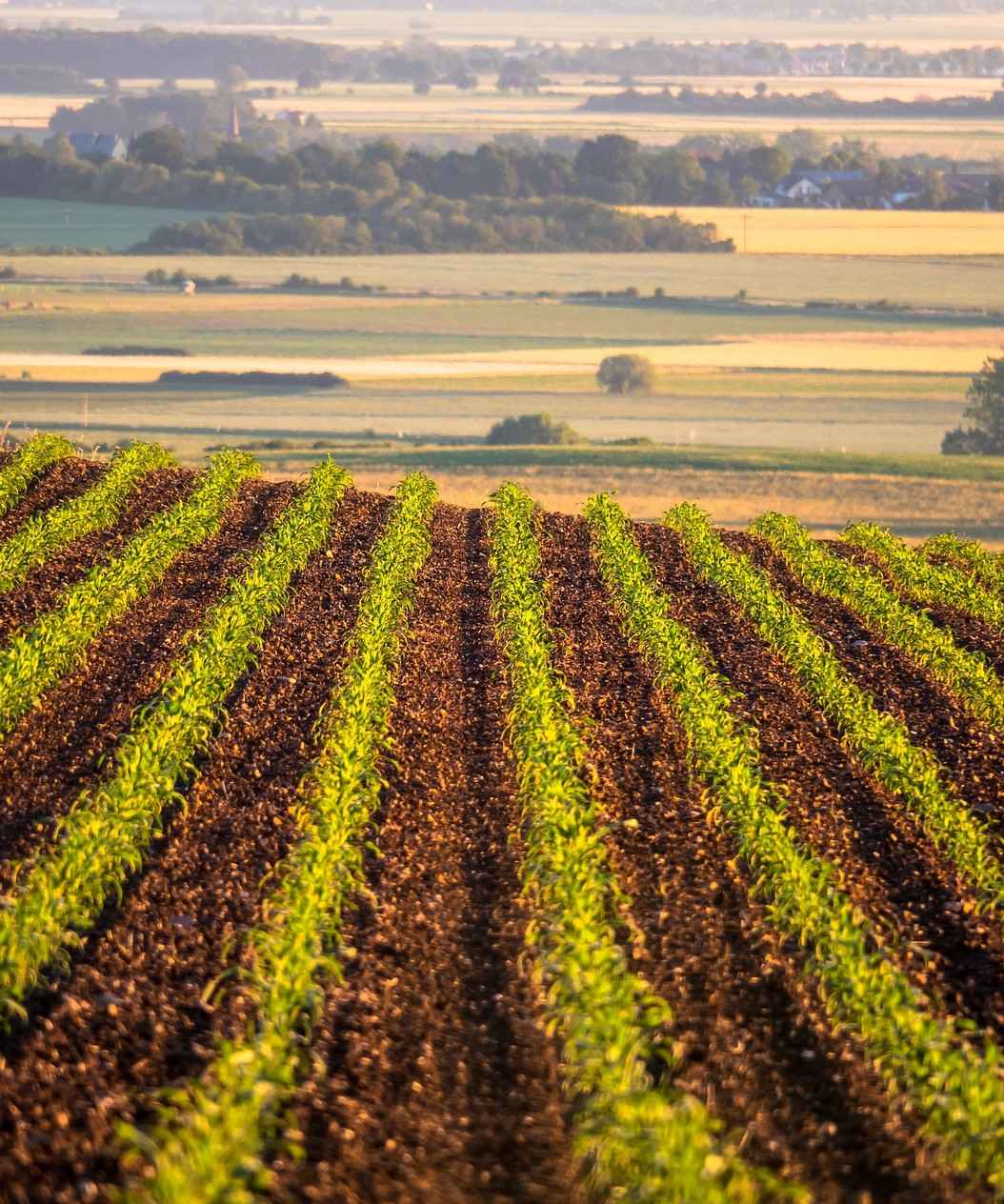 Wapno granulowane JURAK HUMI Złotów - zdjęcie 1