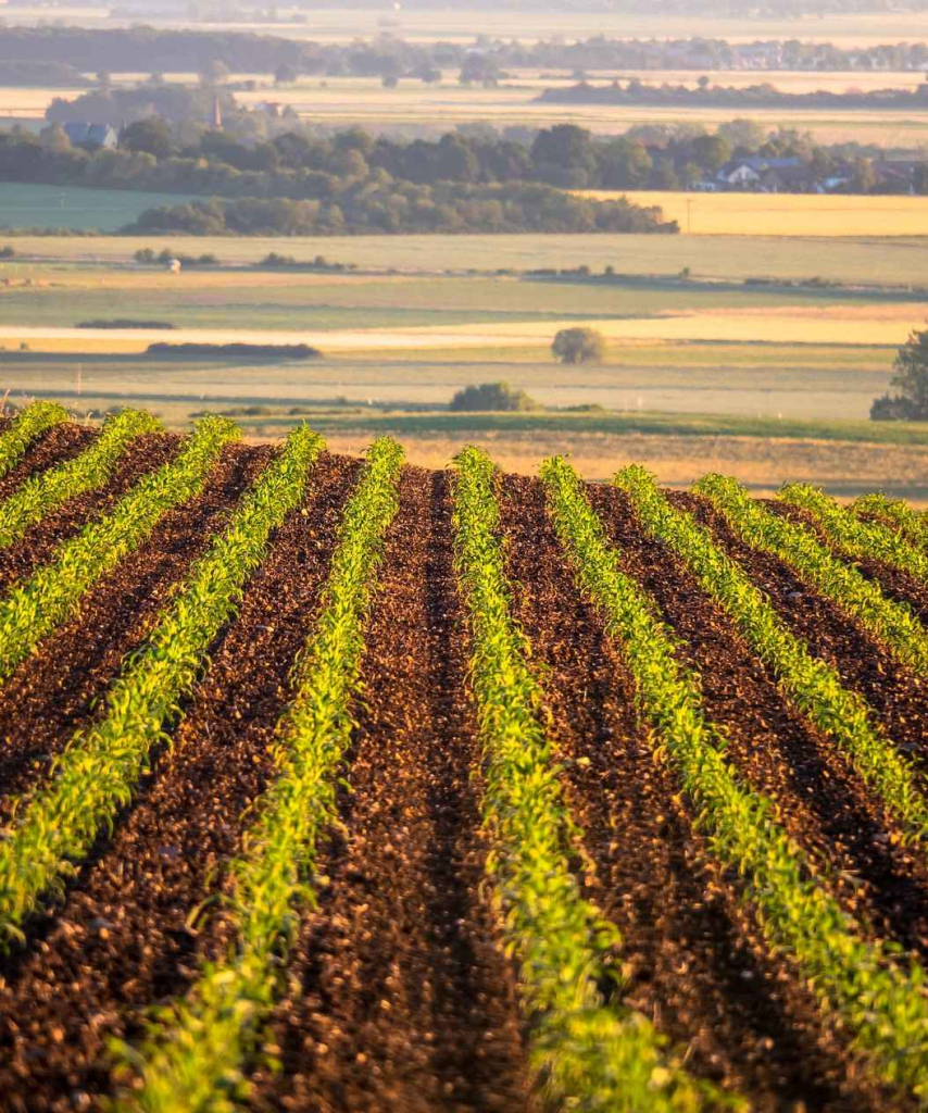 Wapno granulowane JURAK HUMI Złotów - zdjęcie 1