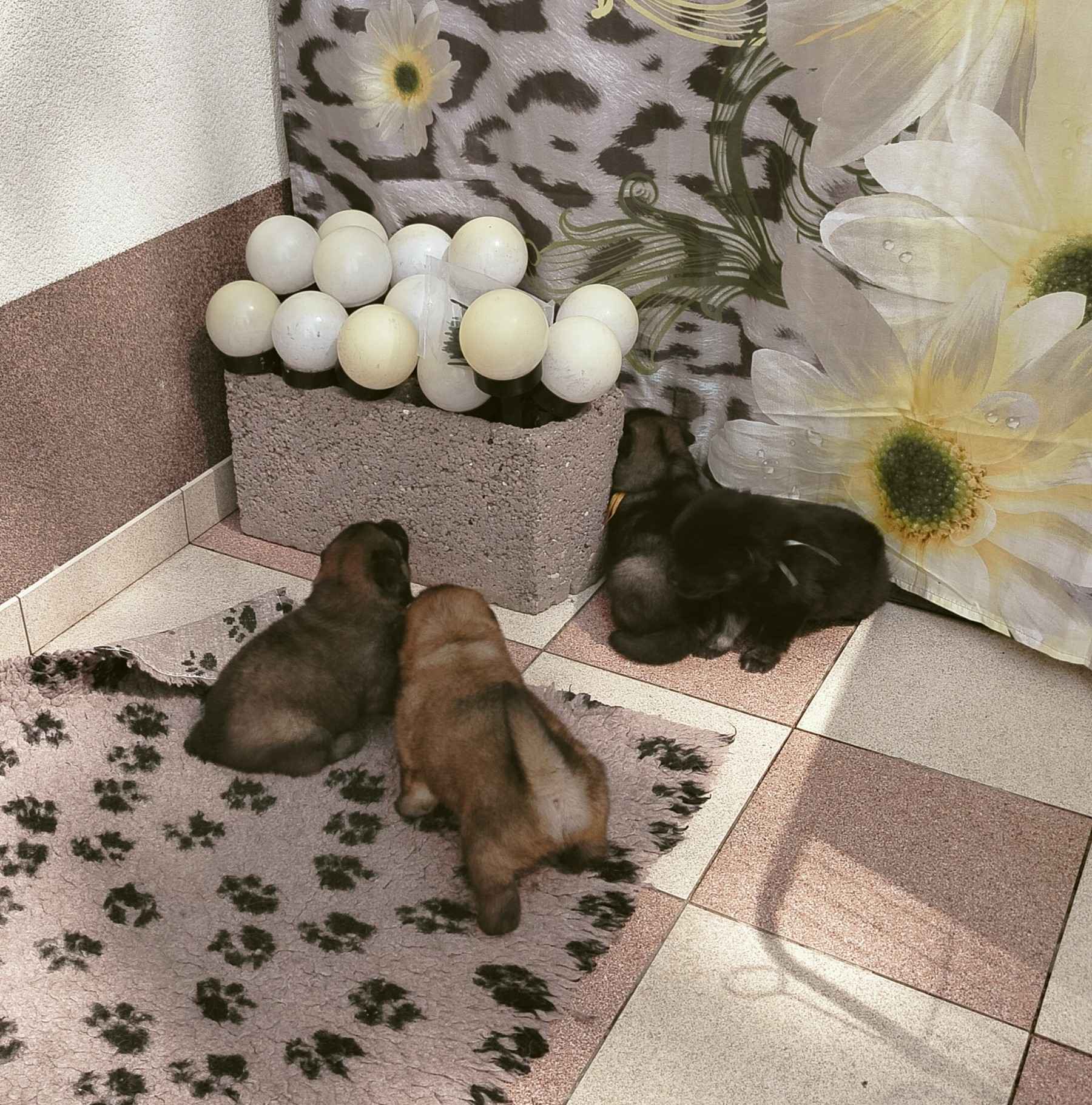 Eurasier - szczeniaki dostepne po 12 września 2025r Puszcza Mariańska - zdjęcie 3