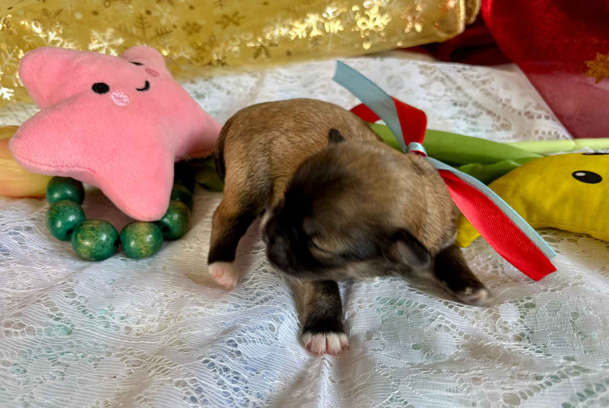 Hawańczyk – bajecznie wykolorowany szczeniak po Championce Pogórze - zdjęcie 11