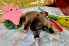 Hawańczyk – bajecznie wykolorowany szczeniak po Championce Pogórze - zdjęcie 11