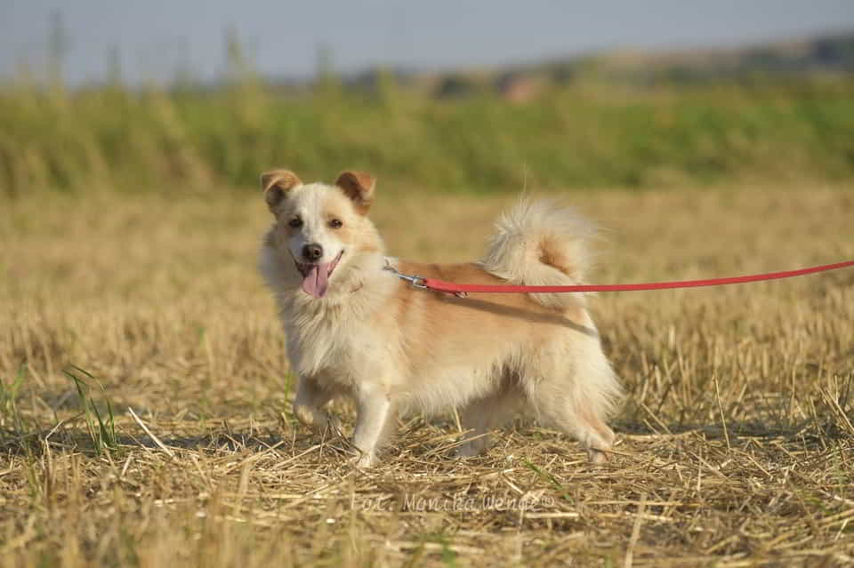 Kamel - mały wojownik gotowy na miłość ♥️🏡 Łętkowice - zdjęcie 2