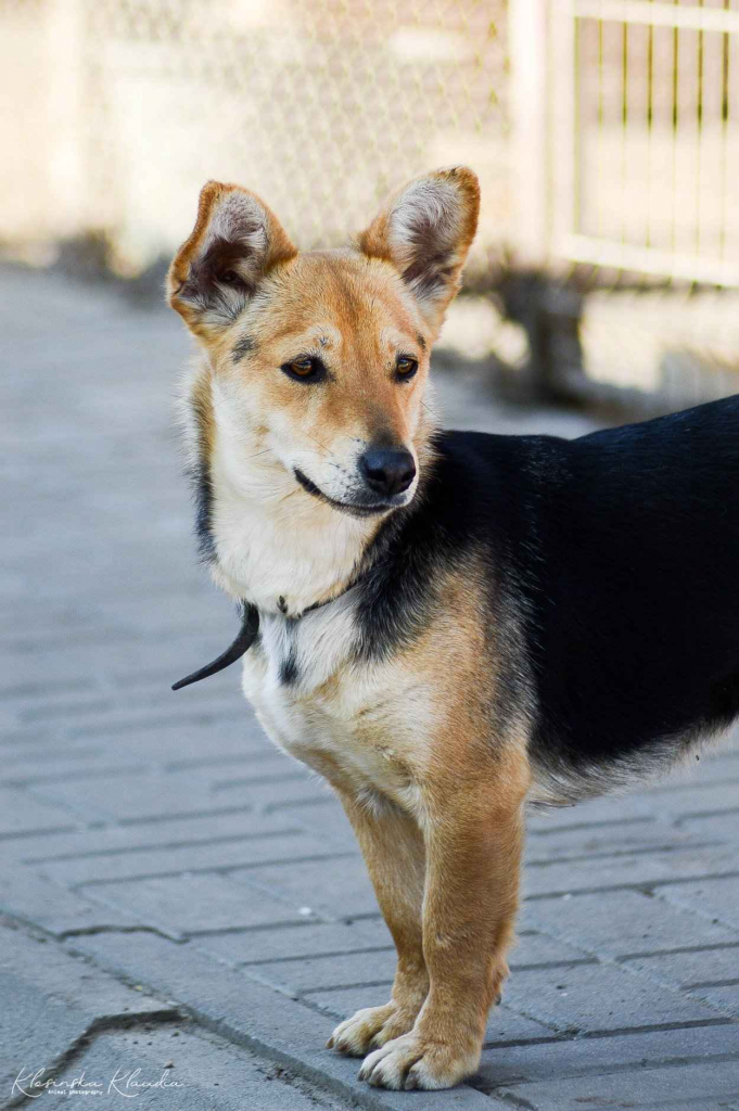 Niewielka Zuzia, młoda i wesoła sunia do pokochania Olsztyn - zdjęcie 2