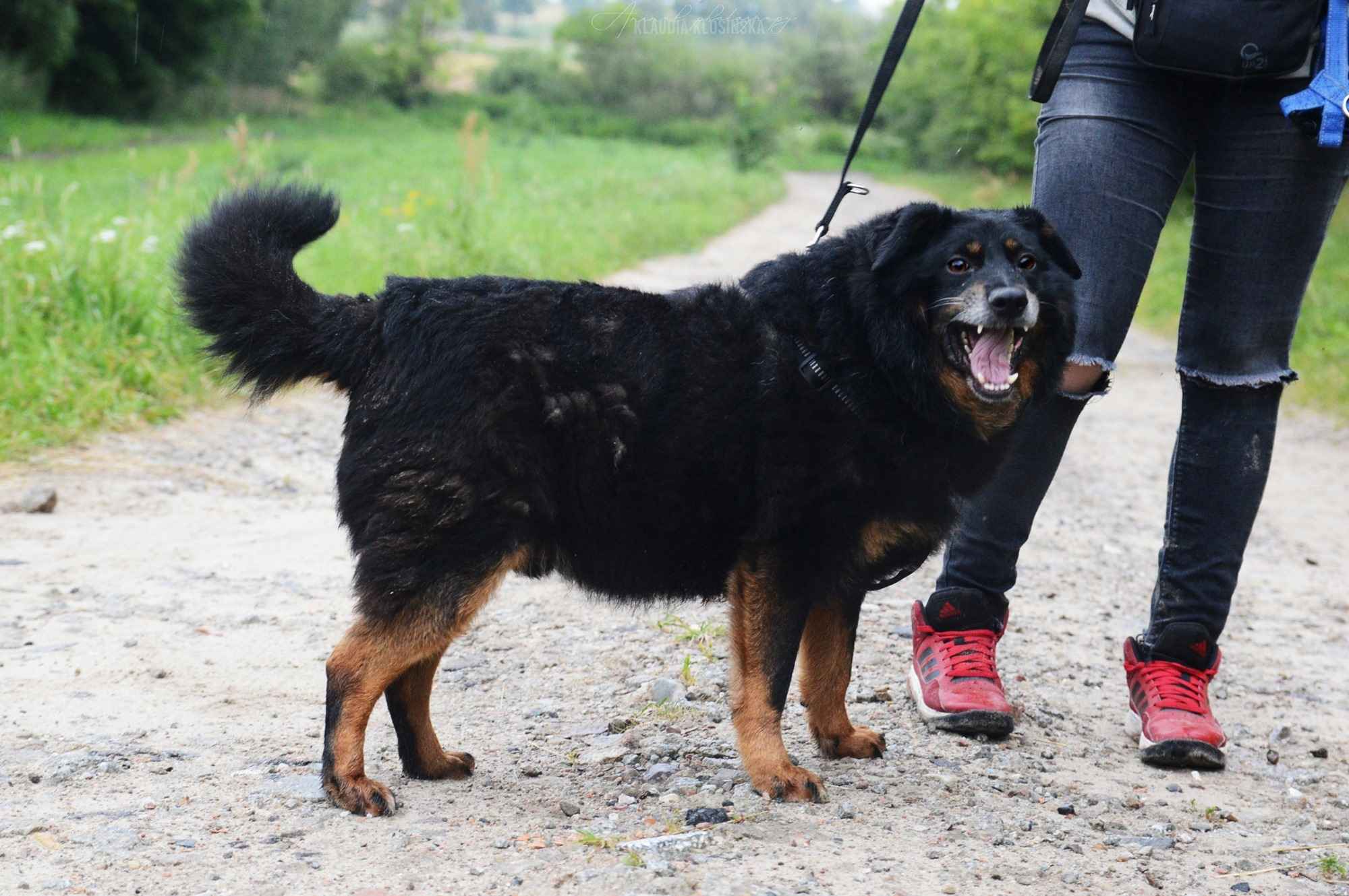 Dżeki - niekonfliktowy, wspaniały psiak szuka dom Olsztyn - zdjęcie 2