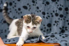 Dwa urocze, wesołe kocięta szukają domów! Olsztyn - zdjęcie 2