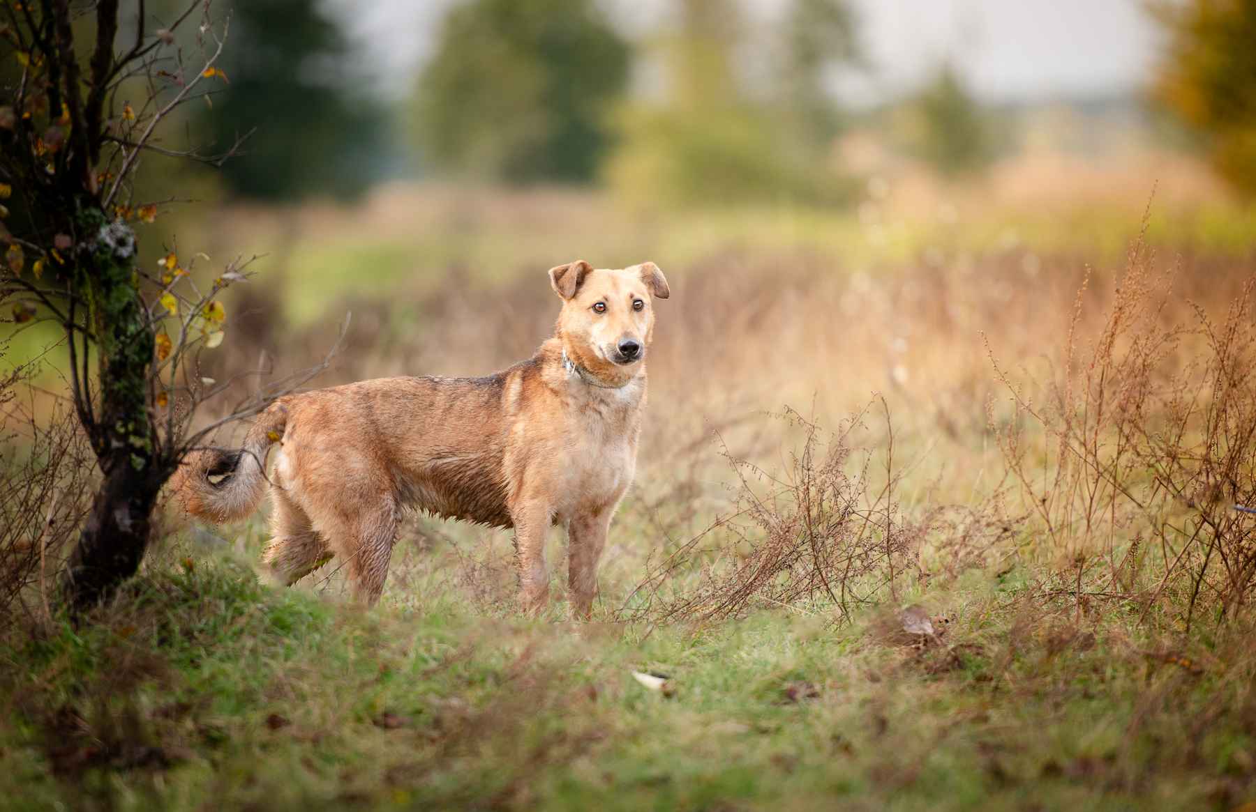 Snikers - spokojny, delikatny indywidualista Olsztyn - zdjęcie 5