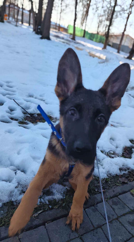 Owczarek niemiecki Limanowa - zdjęcie 3