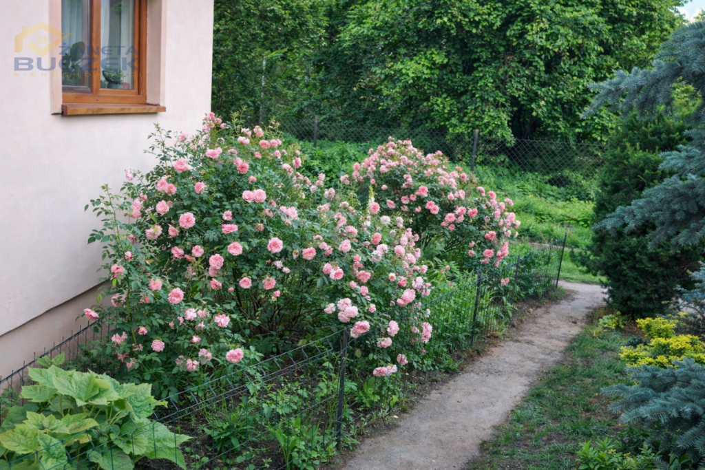 Sprzedam parterowy dom w Wawrzyszewie Wawrzyszew - zdjęcie 7