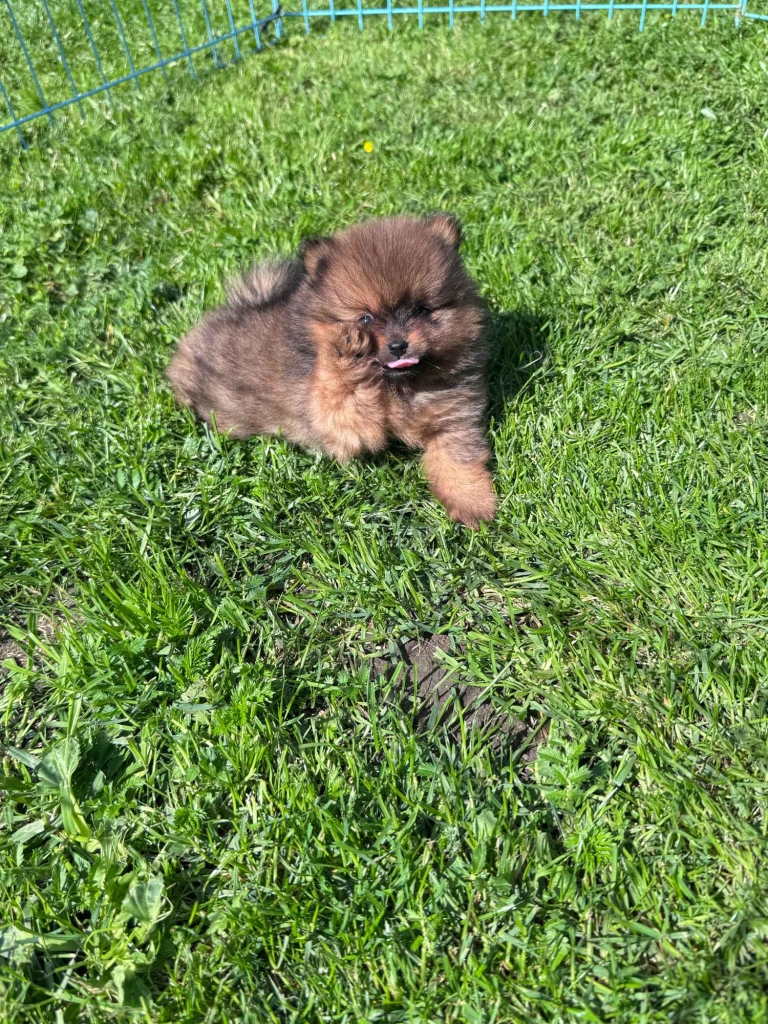 Przepiękne Szczenięta Pomeranian ( Szpic miniaturowy) – ZkwP/FCI Kolbudy - zdjęcie 2