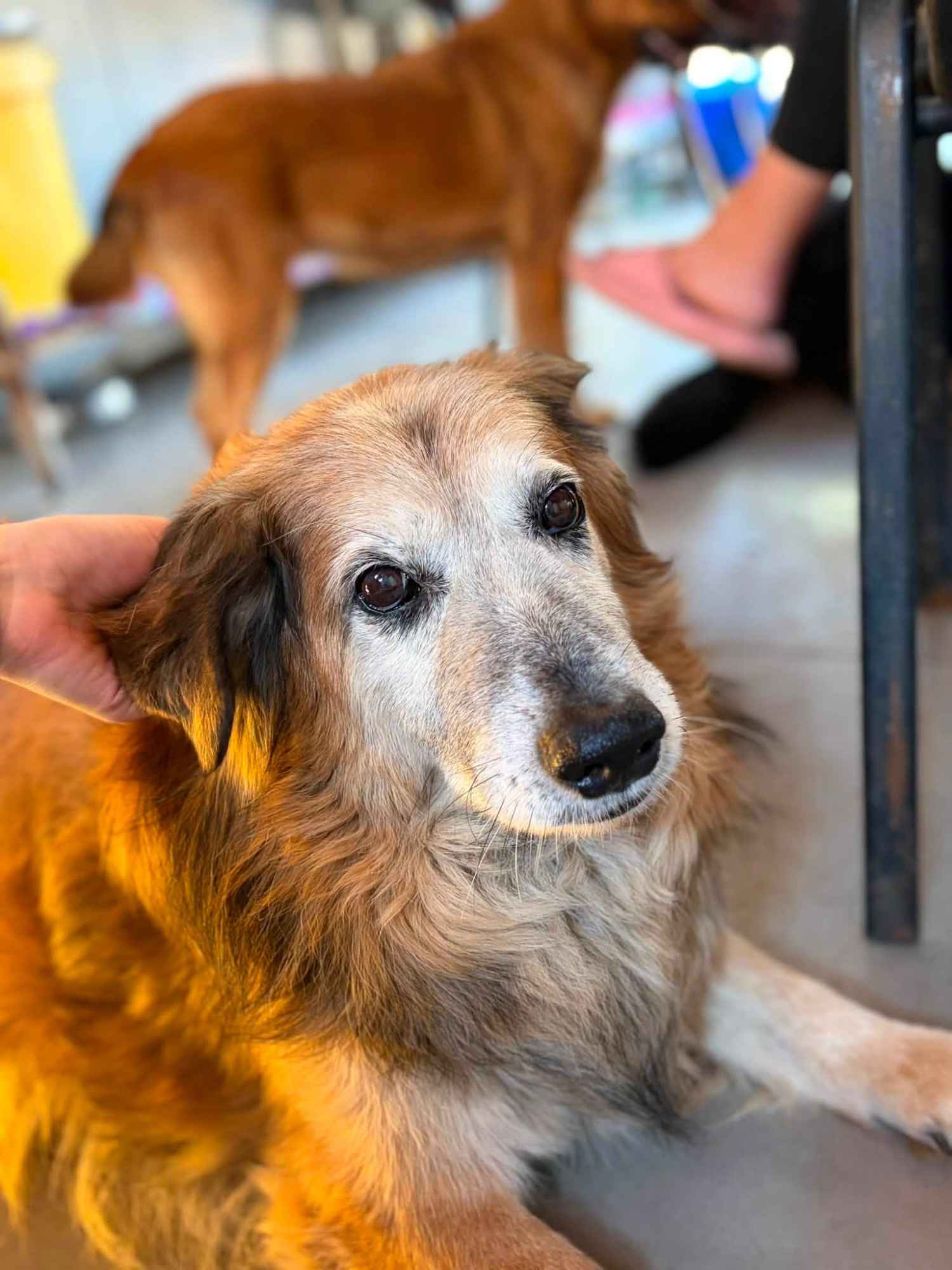 Rufus - niekonfliktowy, spokojny psiak Olsztyn - zdjęcie 2
