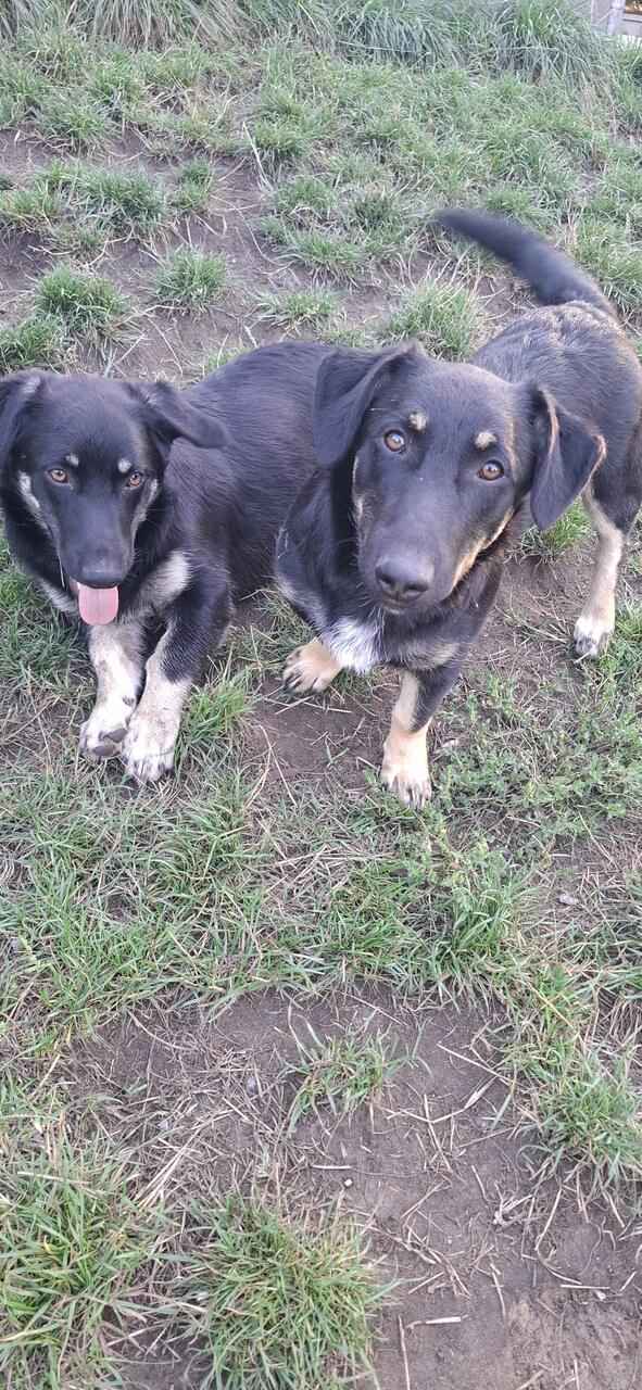 Krecik – niskopodłogowy szczeniak szuka domu! Olsztyn - zdjęcie 4