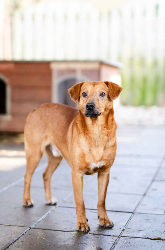 Cudowny, nieduży Rożek szuka domu Olsztyn - zdjęcie 3