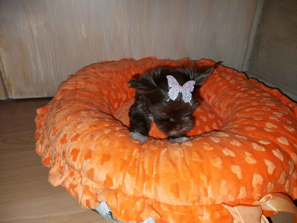 York Yorkshire Terrier Chocolate Rumia - zdjęcie 2