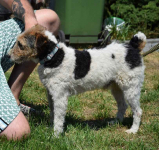 PŁOMYK foxterier szuka domu Opole - zdjęcie 3