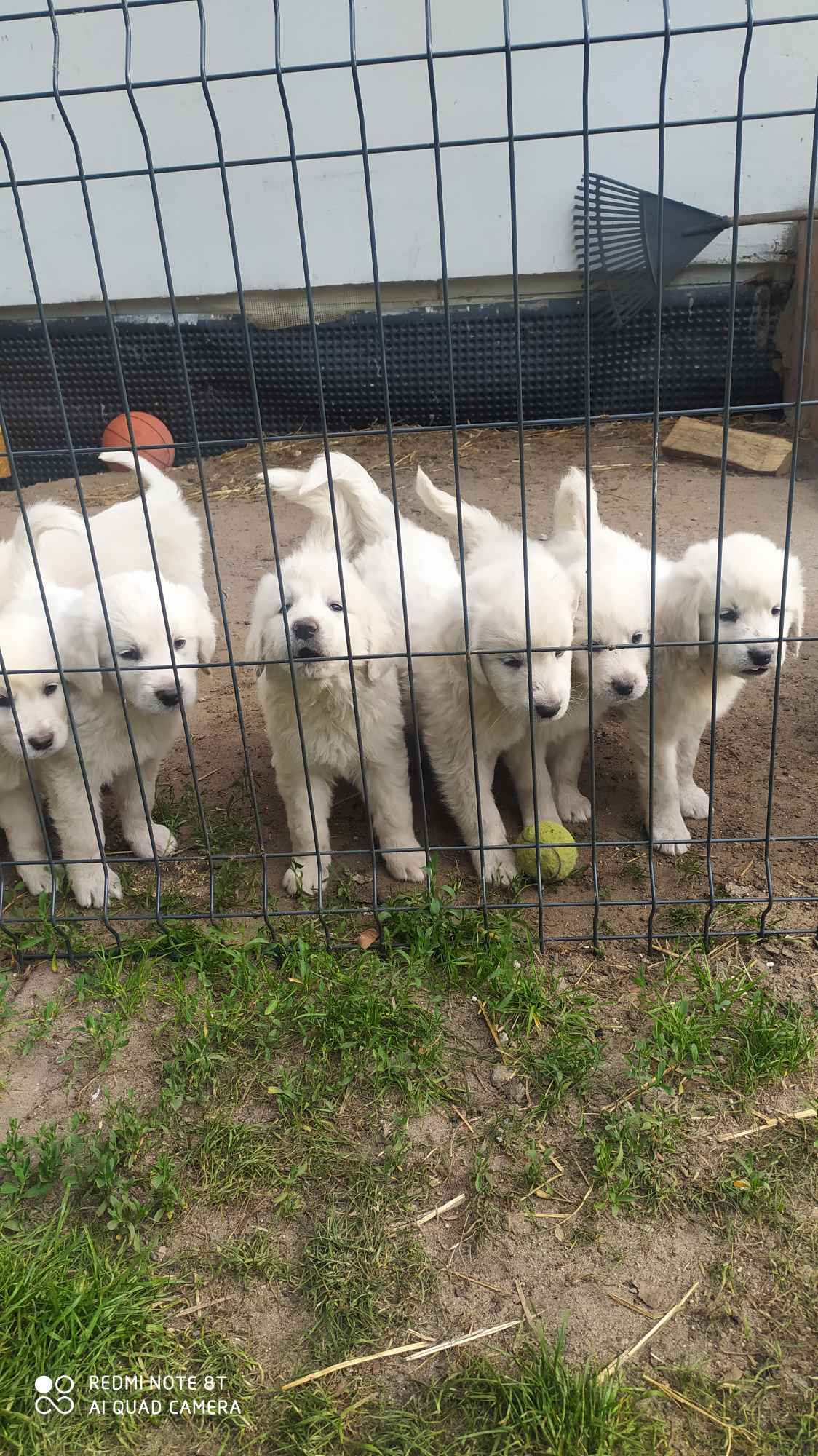 Psy owczarki Podchalanskie Łochów - zdjęcie 10