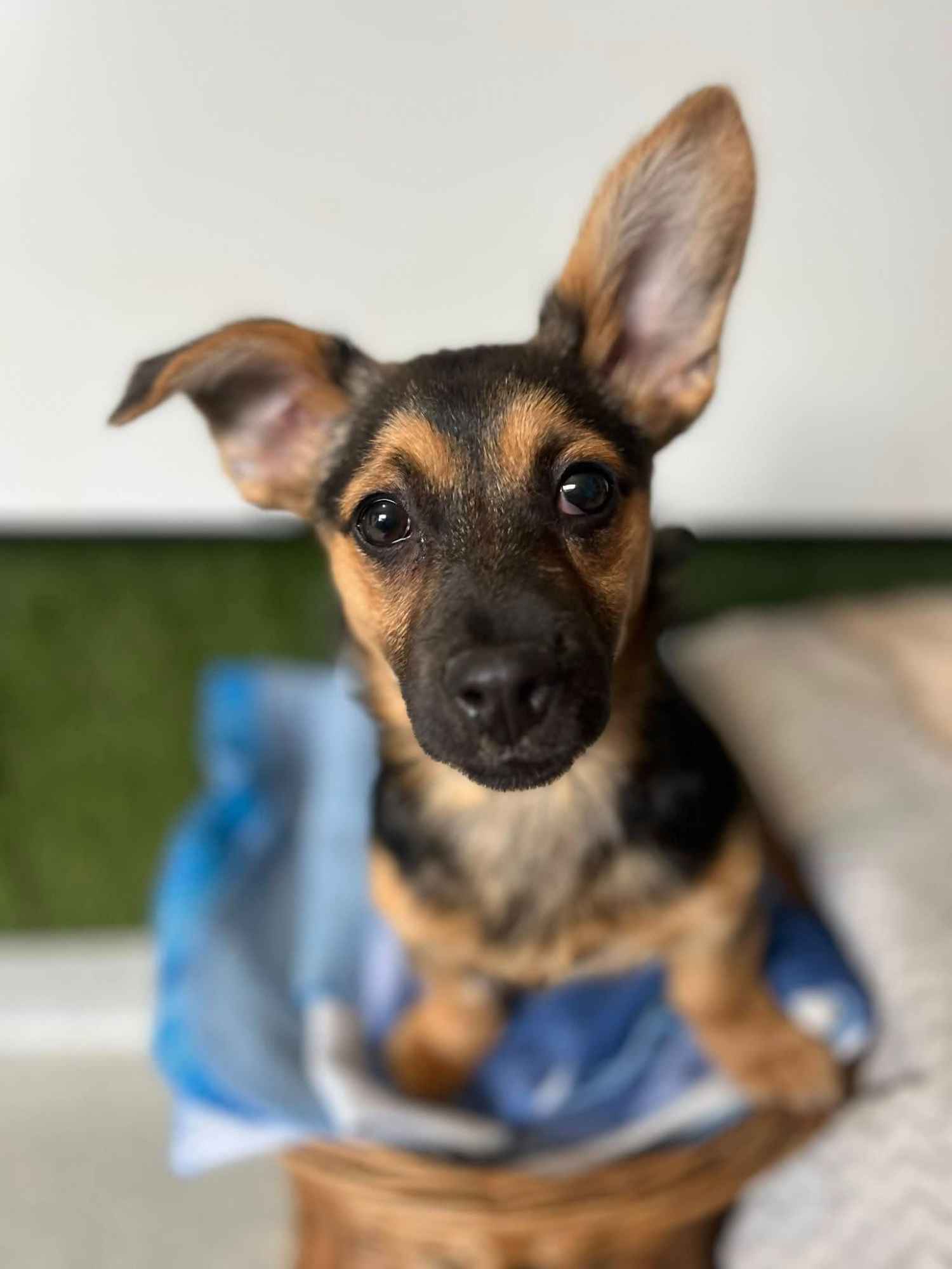 Berlinka - SZCZENIAK w typie jamnika szuka domu! Olsztyn - zdjęcie 1