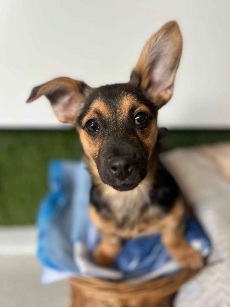 Berlinka - SZCZENIAK w typie jamnika szuka domu! Olsztyn - zdjęcie 1