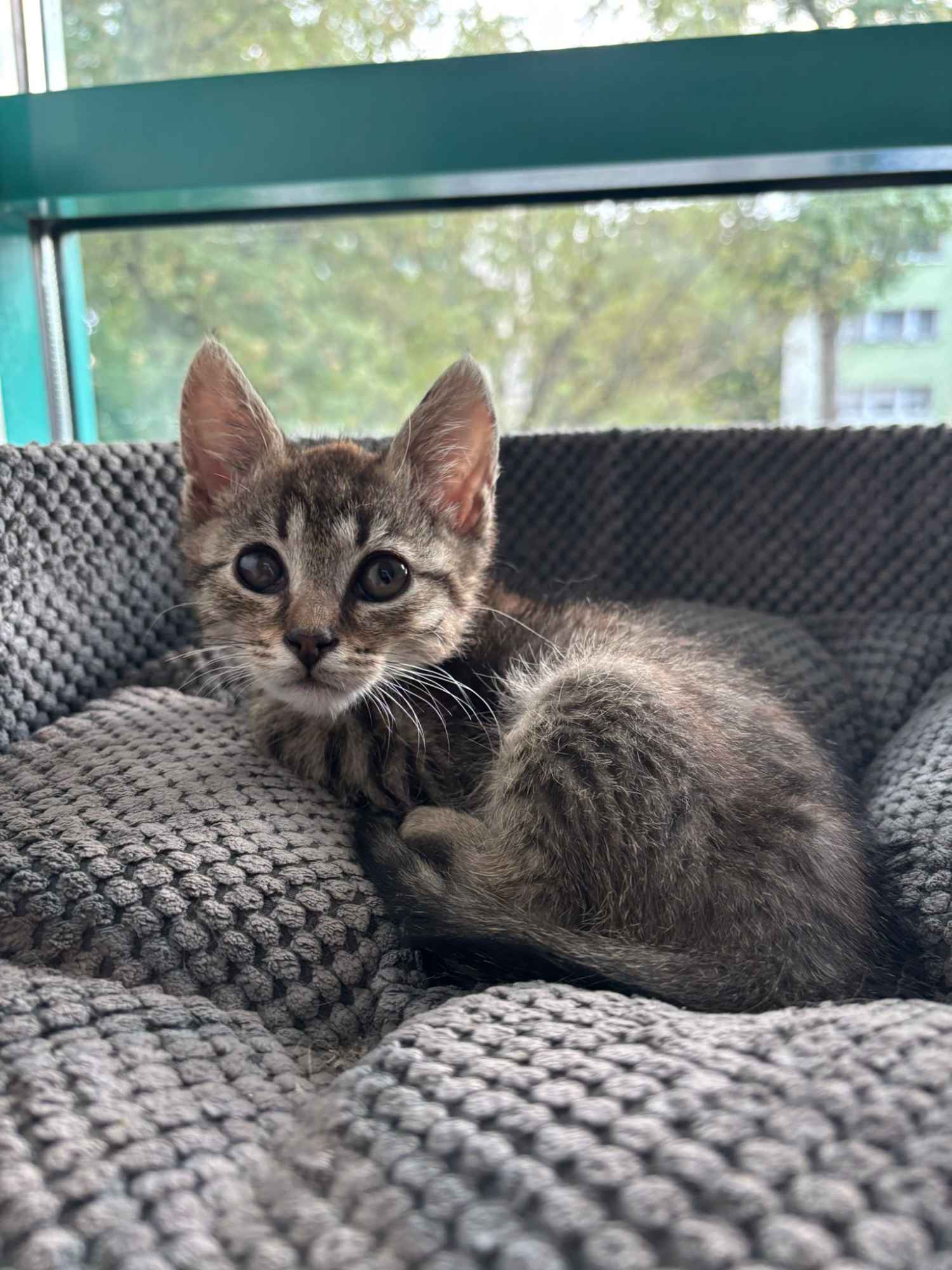 Bigos i Kliper, słodkie kociaki do adopcji Olsztyn - zdjęcie 5