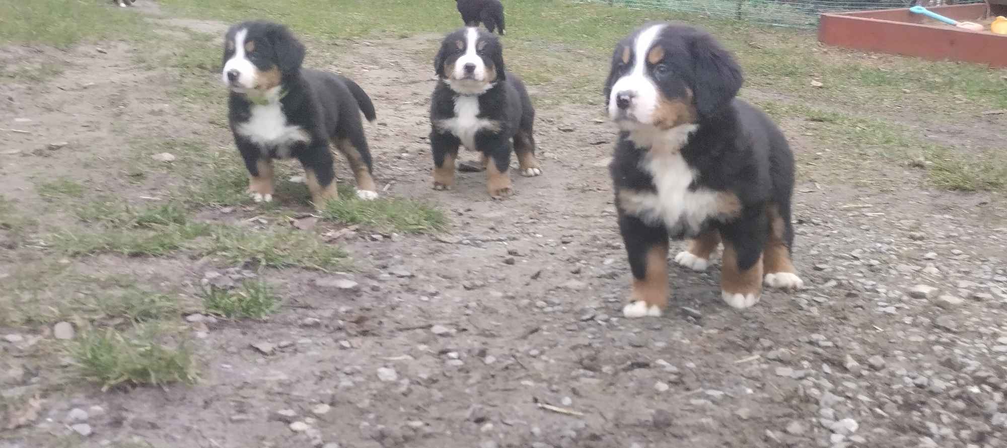 Berneńskie Psy Pasterskie Białobrzegi - zdjęcie 3