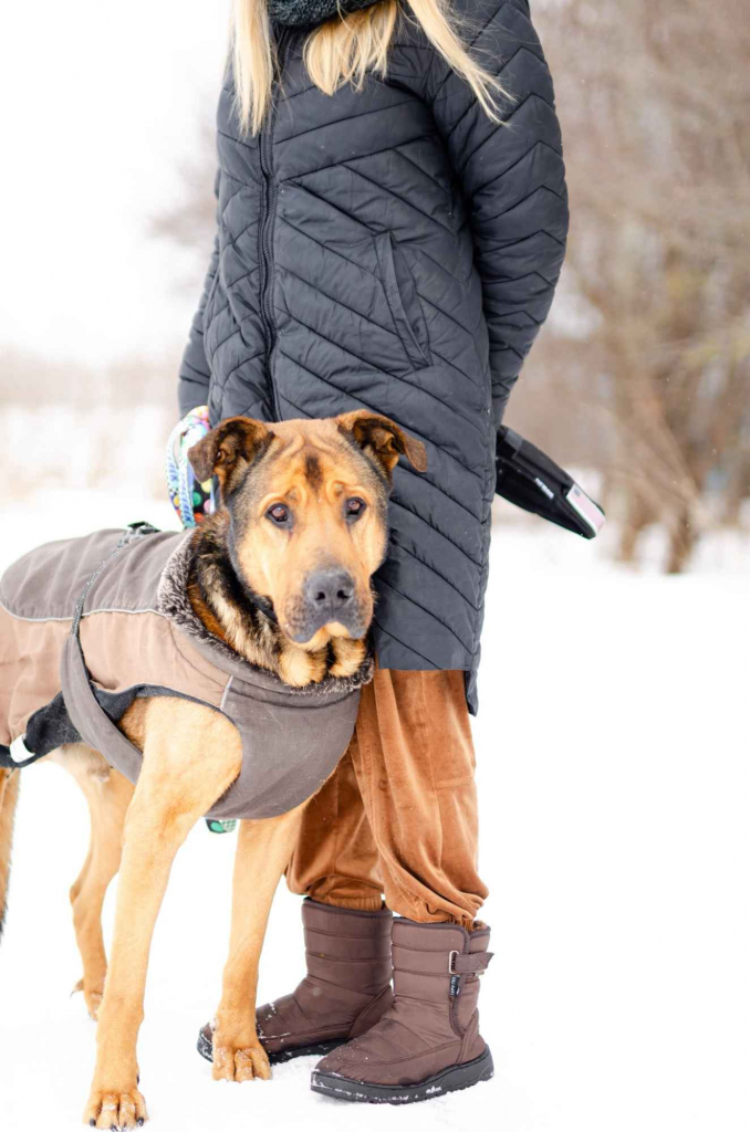 Leon - wielki pies z gołębim sercem szuka domu! Olsztyn - zdjęcie 2