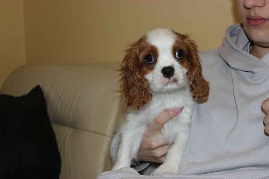 Cavalier King Charles Spaniel-szczeniaczek ZKwP Aleksandria - zdjęcie 6