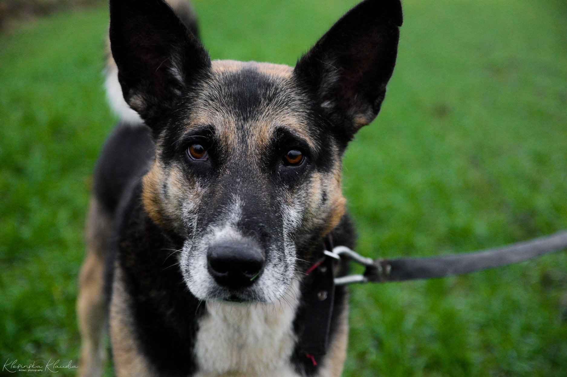 Riko - dostojny indywidualista szuka domu! Olsztyn - zdjęcie 1