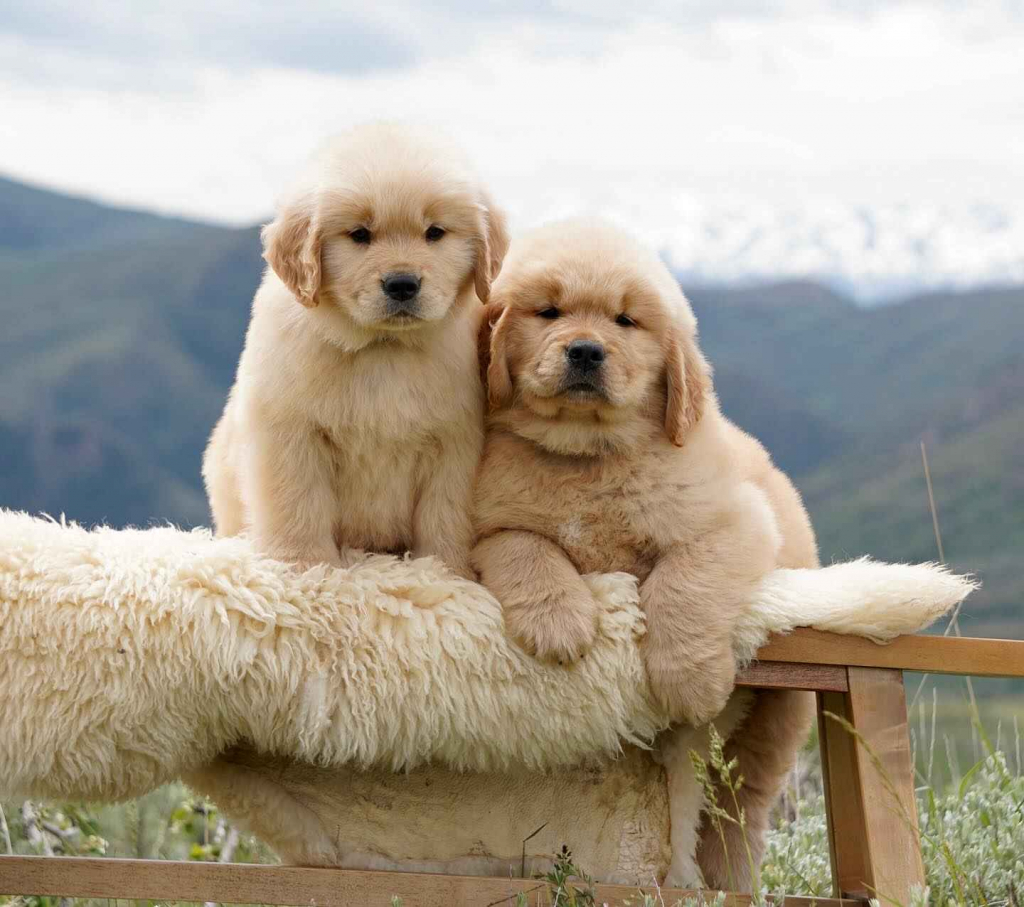 Złoty Retriver Krokowa - zdjęcie 3