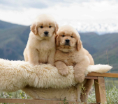 Złoty Retriver Krokowa - zdjęcie 3