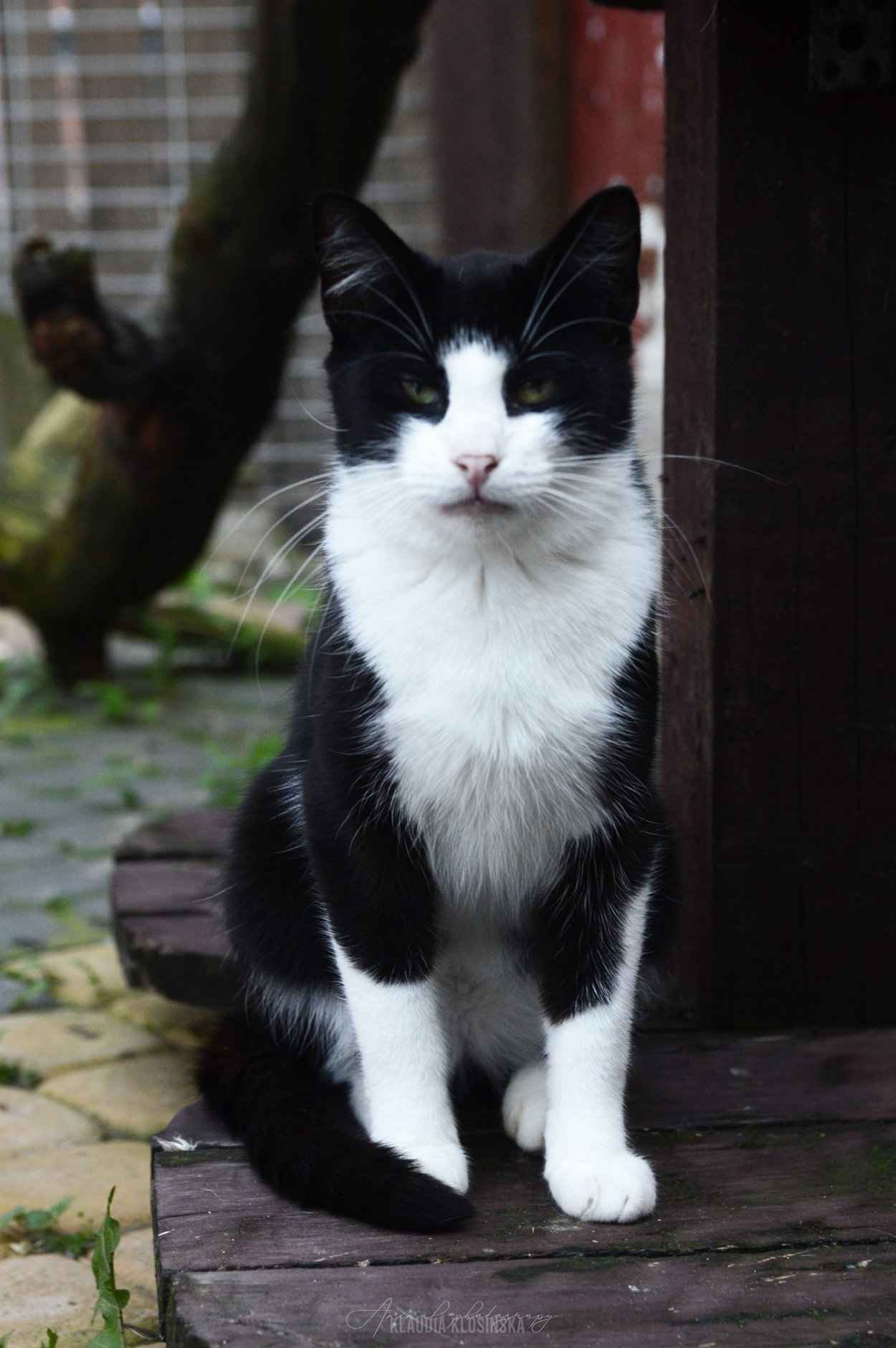 Dany - cudowny, rozmruczany kotek szuka domu! Olsztyn - zdjęcie 4