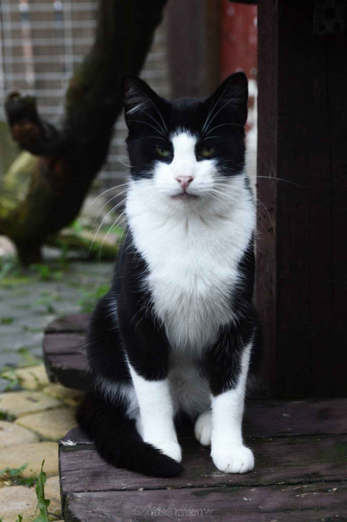 Dany - cudowny, rozmruczany kotek szuka domu! Olsztyn - zdjęcie 4