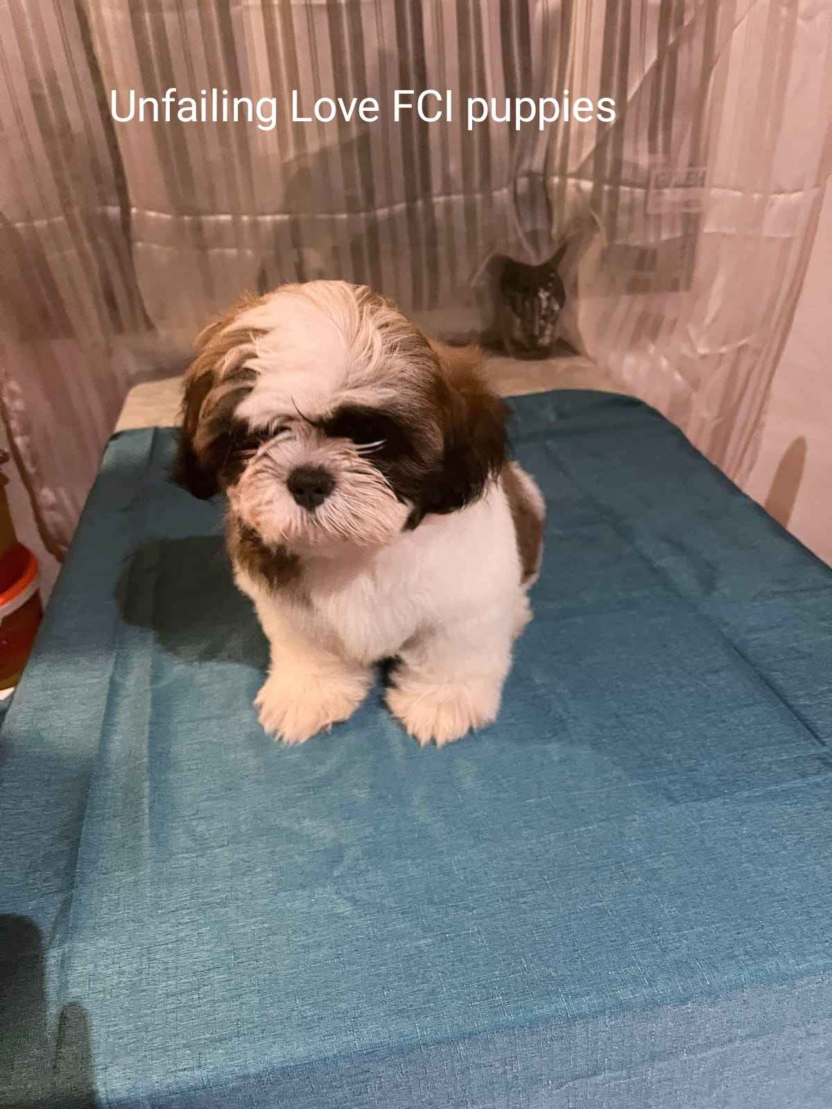 Shih TZU FCI ZKwP Tuchów - zdjęcie 1