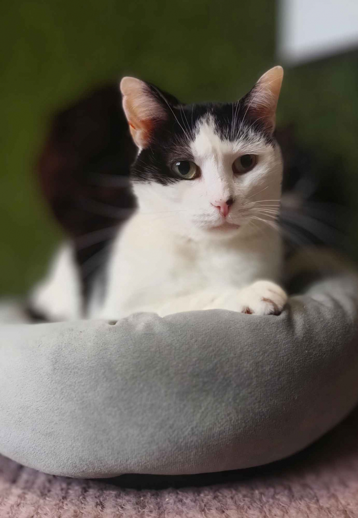 Drucik - delikatny, spokojny kocurek do pokochania! Olsztyn - zdjęcie 1