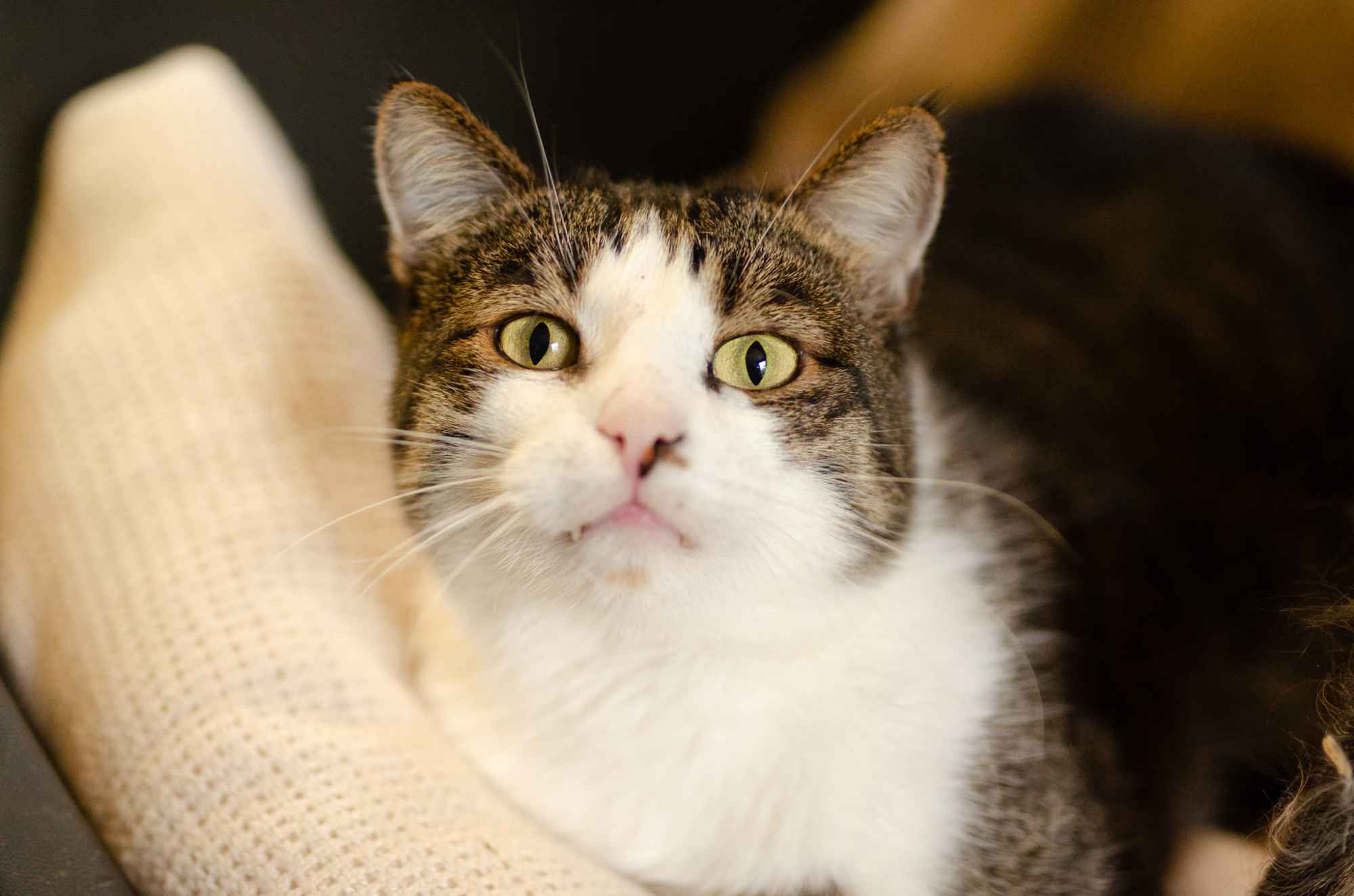 Kibo - koci przytulas szuka domu! Olsztyn - zdjęcie 1