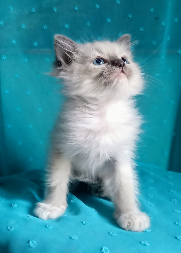 Kocurek Ragdoll z rodowodem i wyprawką Górna - zdjęcie 4