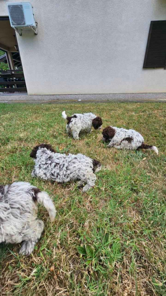 Lagoto Romagnola puppies Bemowo - zdjęcie 4