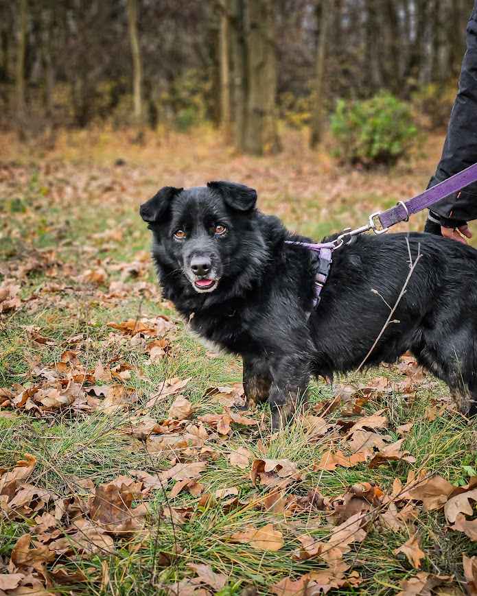 Malutki, młody, cały czarny BILBO pilnie szuka kochającego domu! :) Rembertów - zdjęcie 1