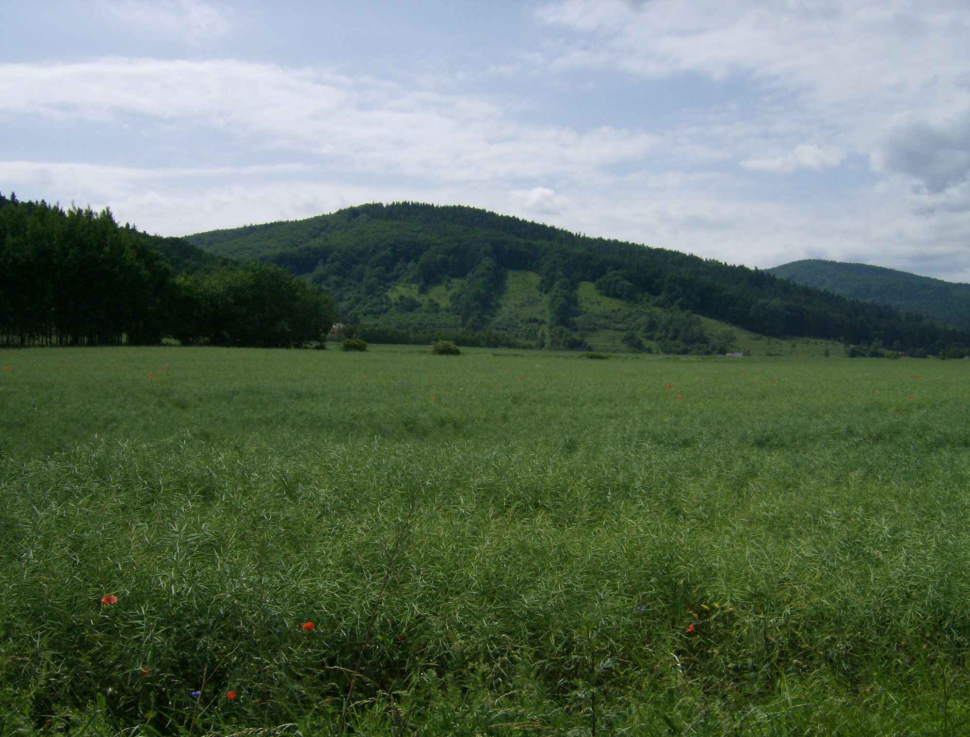 Niepełnosprawna lub zdrowa szanująca niepełnospr.poszukiwana! Sochaczew - zdjęcie 1