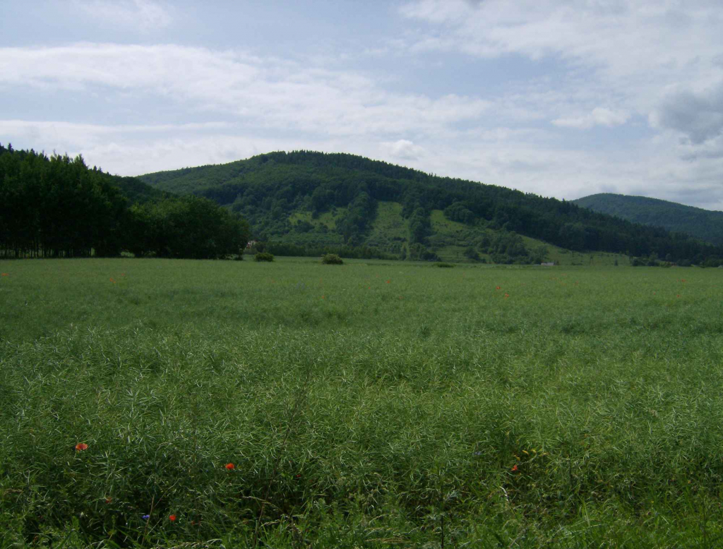 Niepełnosprawna lub zdrowa szanująca niepełnospr.poszukiwana! Sochaczew - zdjęcie 1
