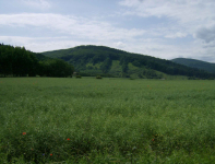 Niepełnosprawna lub zdrowa szanująca niepełnospr.poszukiwana!