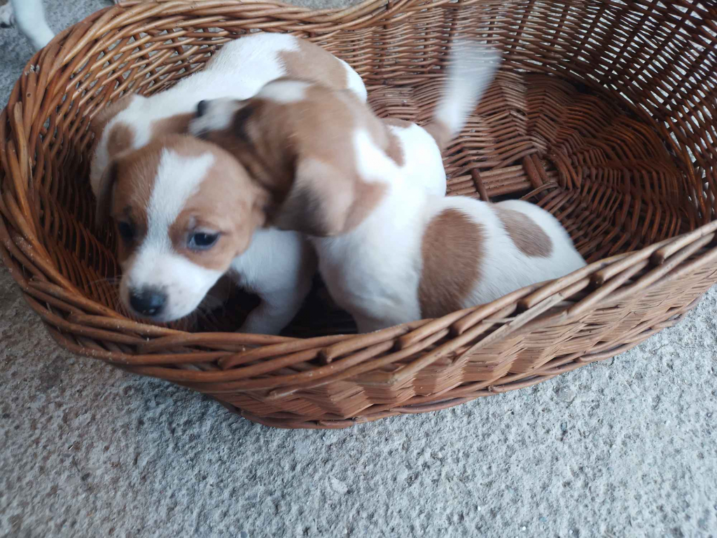 Sprzedam psa Jack russell terrier Łobodno - zdjęcie 2