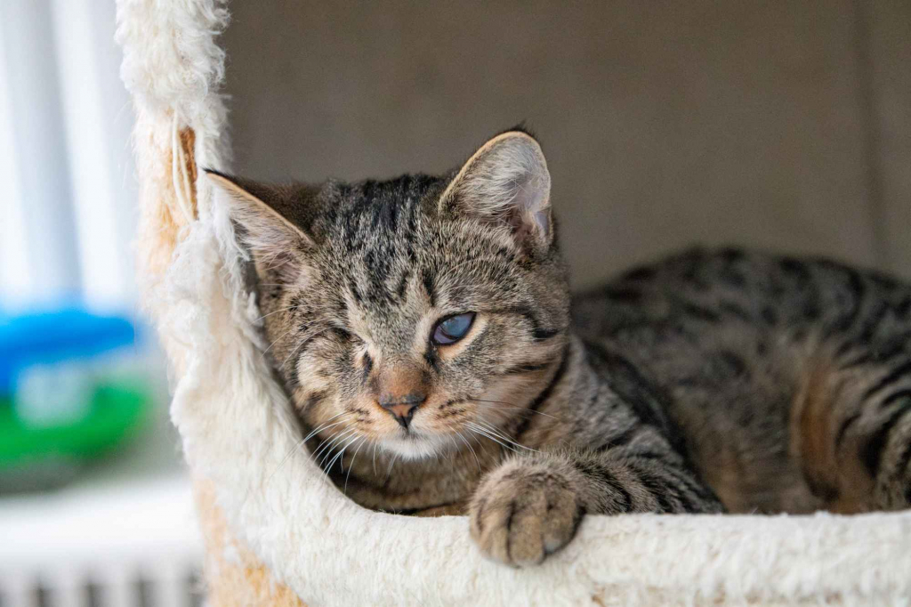 Bigos i Kliper, słodkie kociaki do adopcji Olsztyn - zdjęcie 7