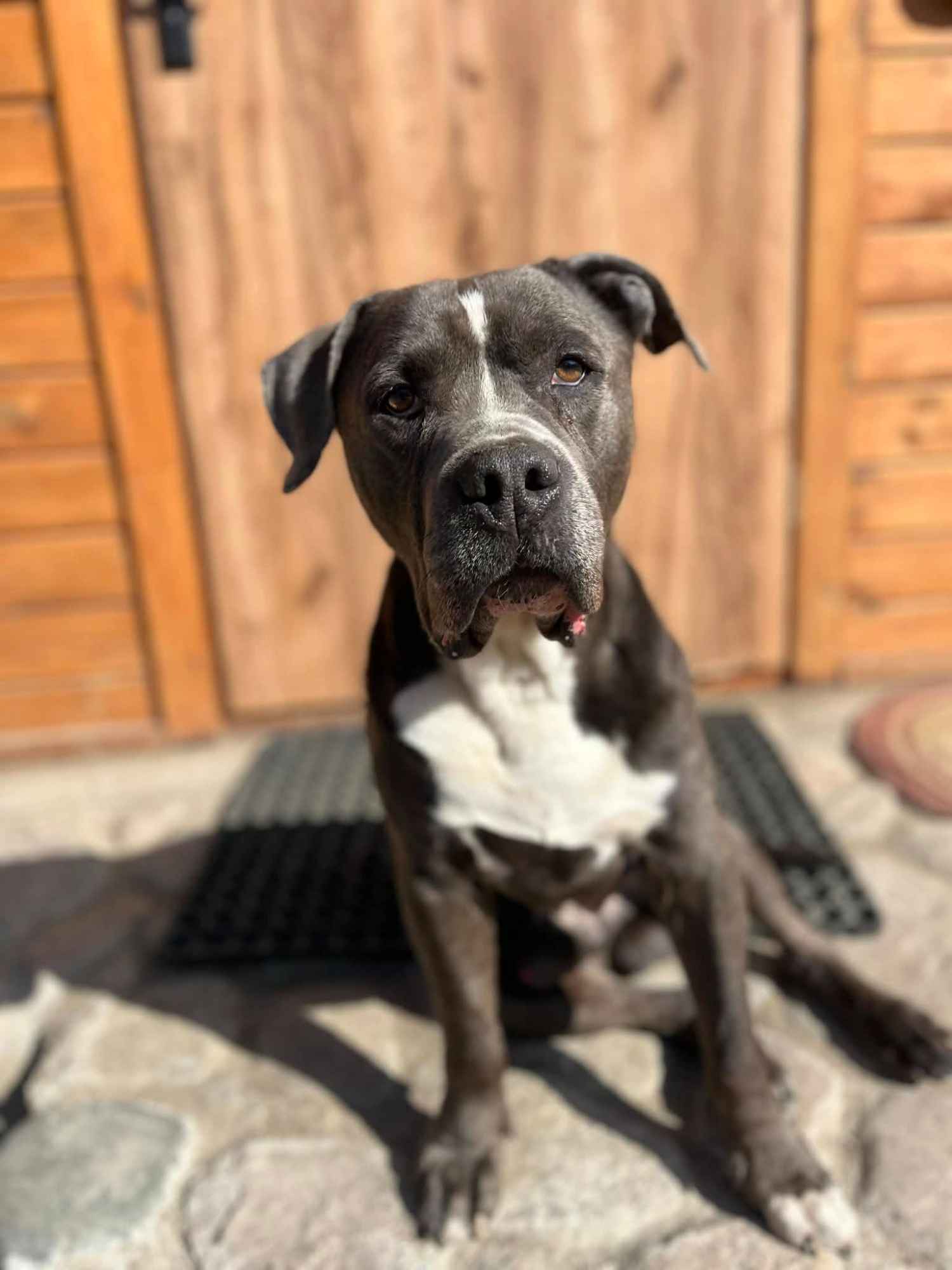 Boruta - wychowany, domowy, wesoły psi podróżnik! Olsztyn - zdjęcie 3