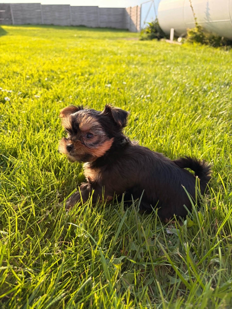Sprzedam yorkshire terrier suczki Lubawa - zdjęcie 5