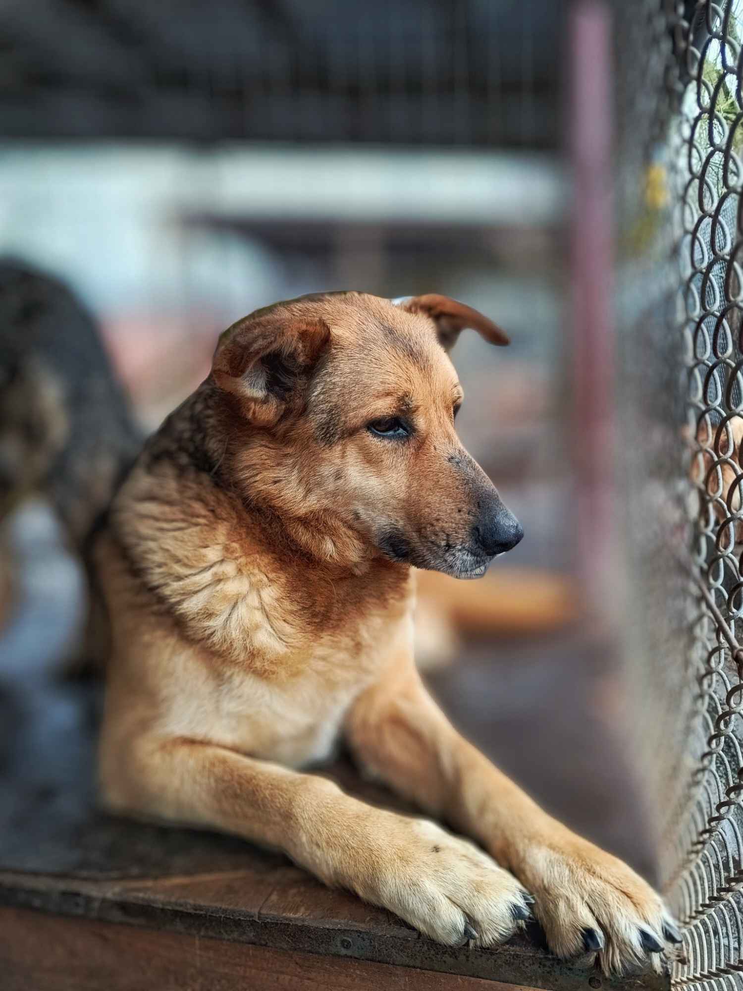 Linda - delikatna dusza szuka swojego człowieka Olsztyn - zdjęcie 2